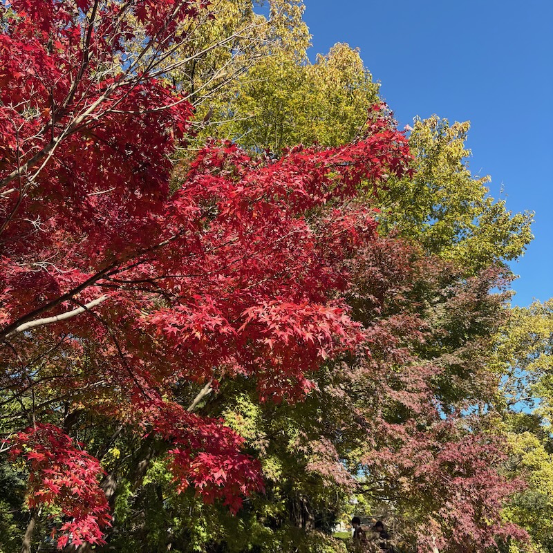 楓の紅葉
