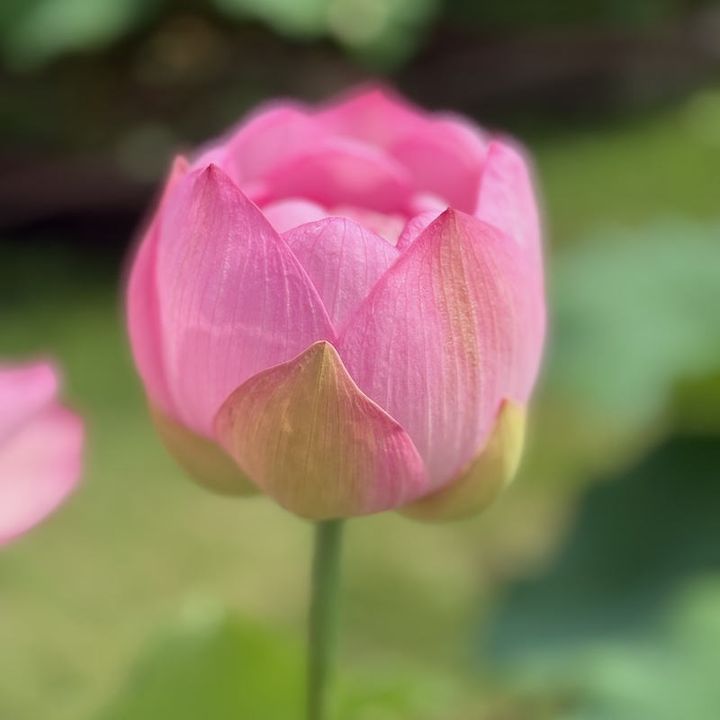 天嬌