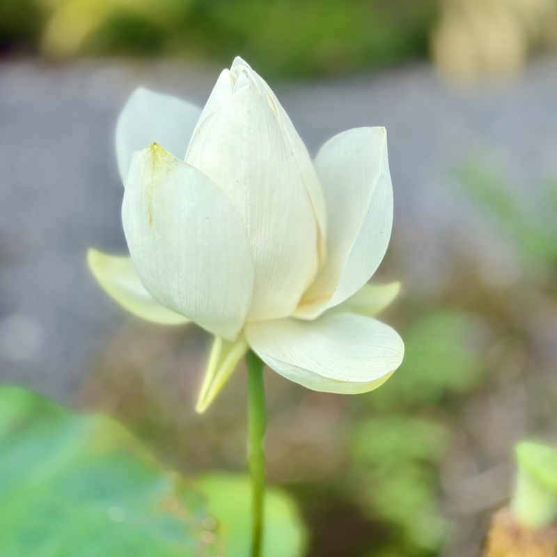 白光蓮