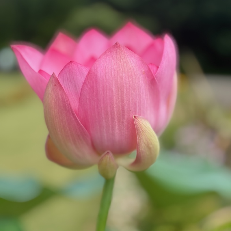 紅万々