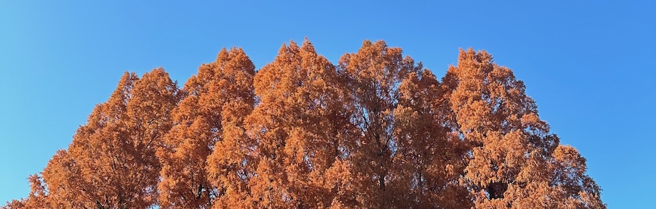 紅葉のメタセコイア