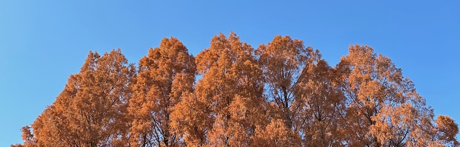 紅葉したメタセコイア