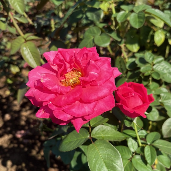 マリア・カラス