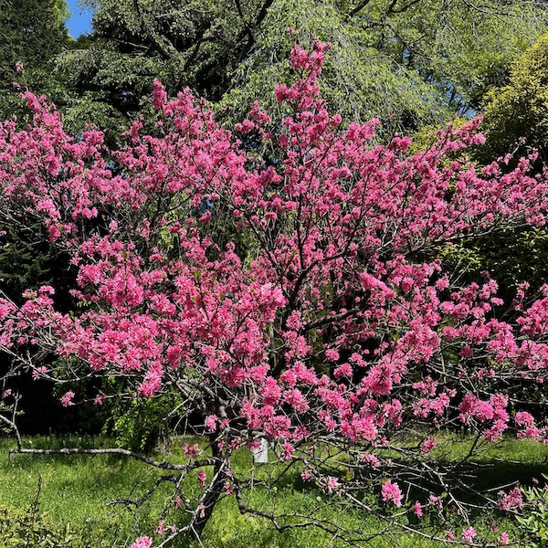赤い桃の花