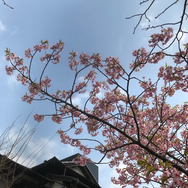 河津桜
