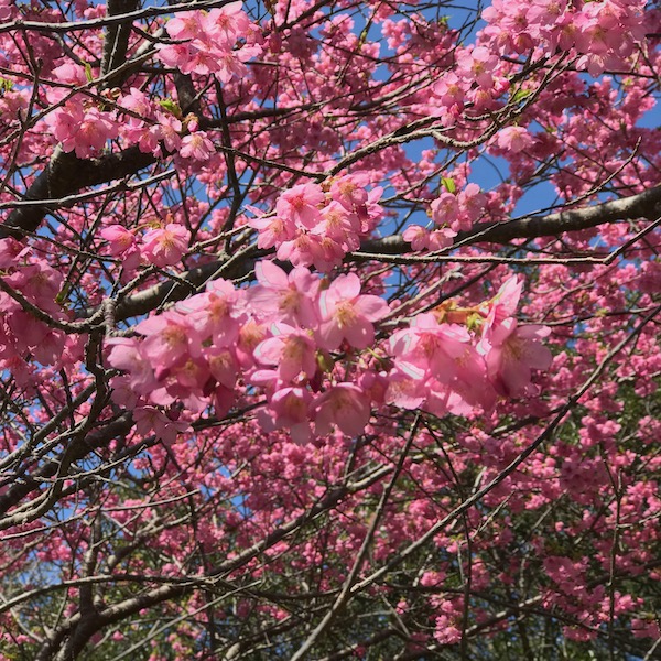 河津桜