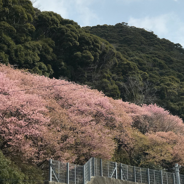 河津桜