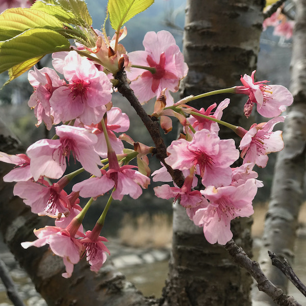 河津桜