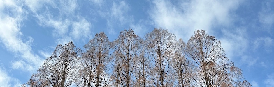 4本のメタセコイア