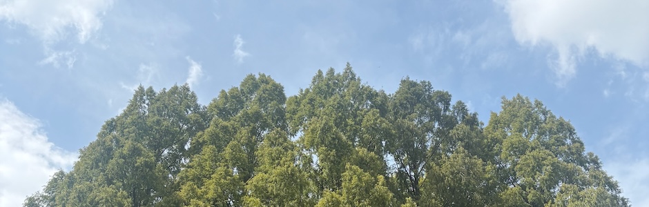 公園のメタセコイア