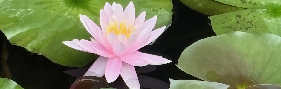 神代植物公園のハスの花