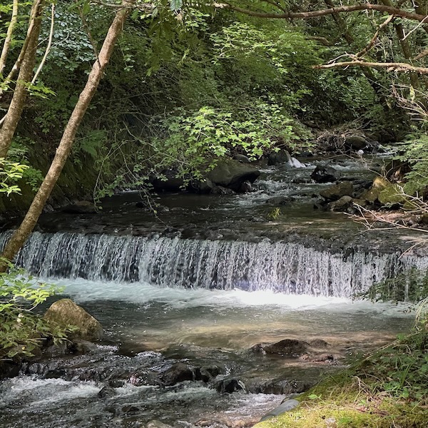旅館の庭園にある滝